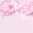 ROSE PALE JACADI